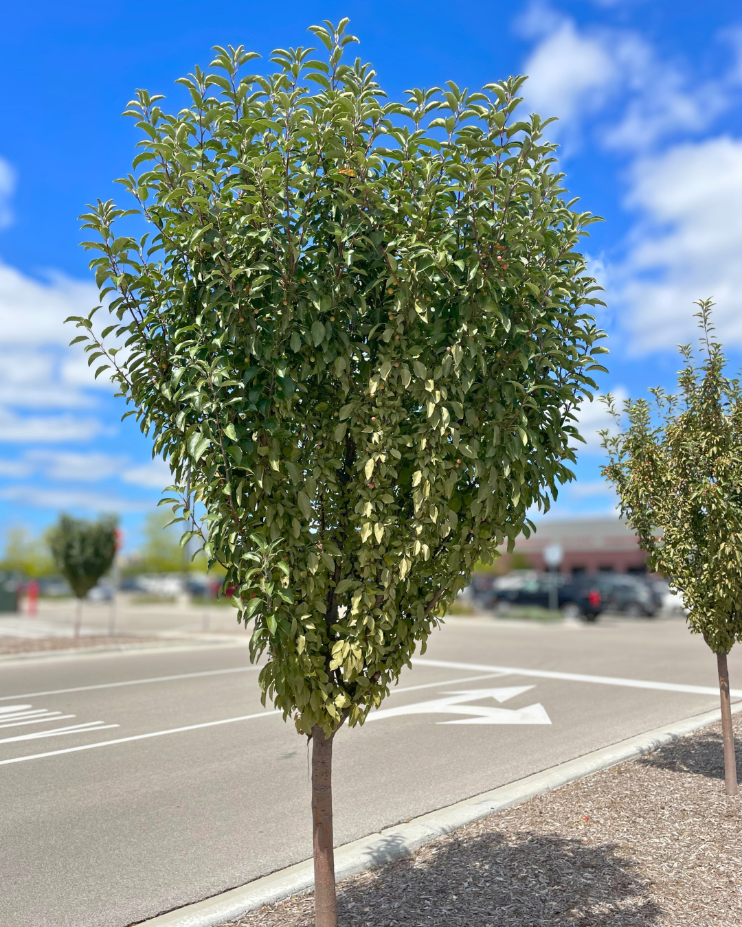 Raspberry Spear® Crabapple planted on a city parkway near a shopping center.